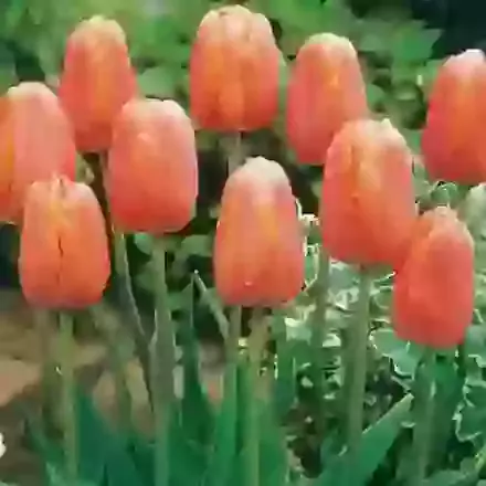 May Flowering Tulips